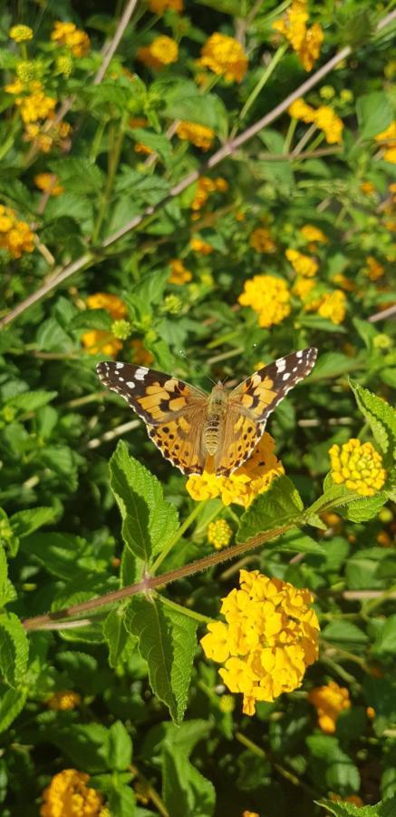 Mariposa B&B San Vito Lo Capo Exterior foto